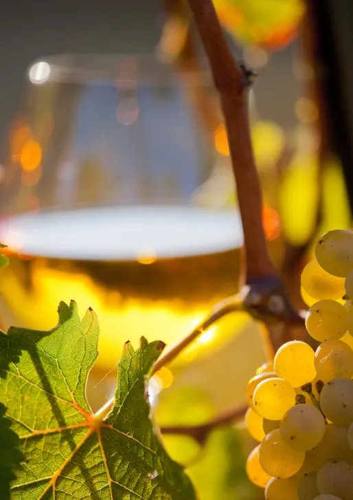 cépage Menetou-Salon à Vignoux-sous-les-Aix près de Bourges dans le Cher 18
