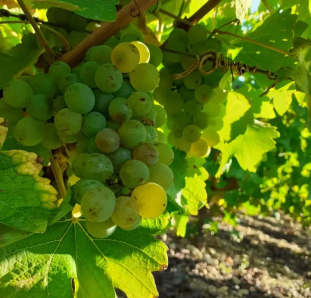 verre de vin blanc à Vignoux-sous-les-Aix près de Bourges dans le Cher 18